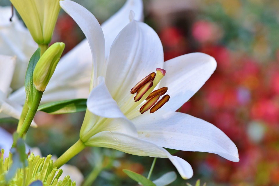 Que faut-il pour créer un jardin ?