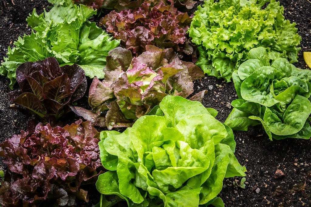 Une motobineuse pour votre jardin