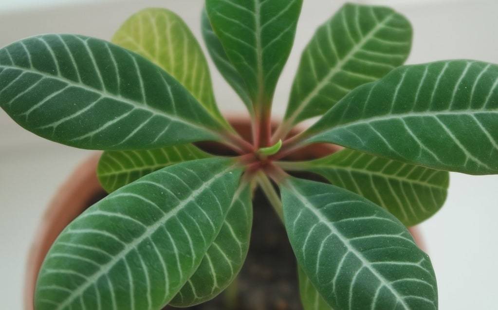 Porte plante&nbsp;: élégance et praticité pour vos intérieurs