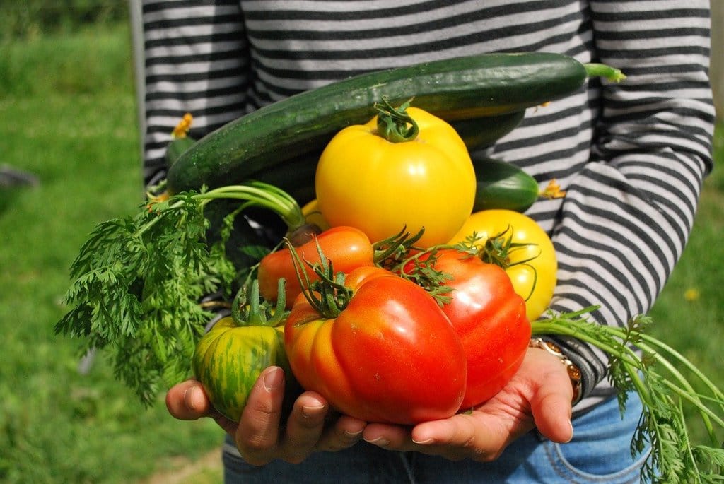 Jardinage pour débutant : comment commencer un potager ?